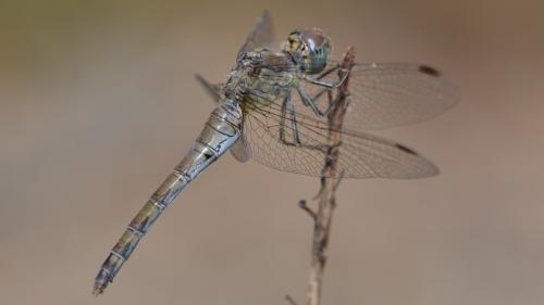 Réf. 294 489 : Sympetrum striolatum